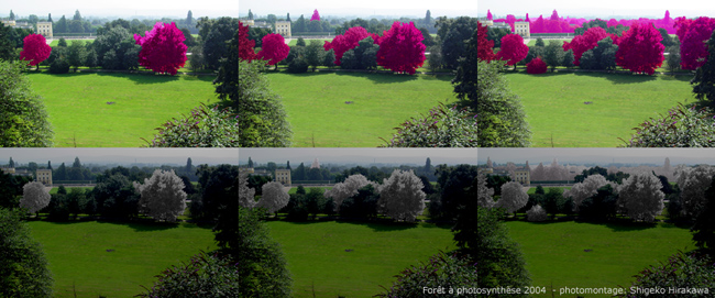 Photomontage 2004, Forêt à photosynthèse